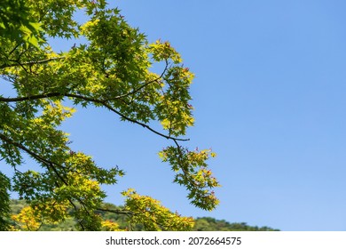 Verdure Images Stock Photos Vectors Shutterstock