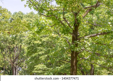 Fresh Verdure Of Early Summer