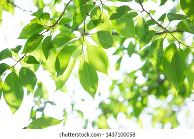 Verdure Images Stock Photos Vectors Shutterstock