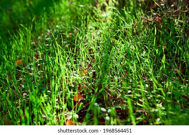 Verdure Images Stock Photos Vectors Shutterstock