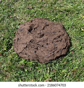 fresh very big cow dung in the green meadow in mountain and is an excellent fertilizer