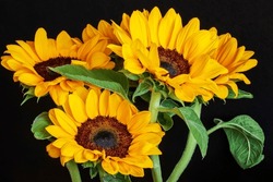 Fresh Vibrant Sunflowers Close Up On Black Background