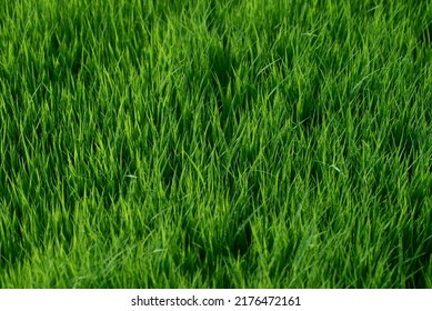 Fresh vivid new spring green grass illuminated by bright sunlight.