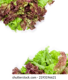 Fresh Washed Green And Burgundy Lettuce Leaves Lie On A White Background At The Top And Bottom Of The Composition. Place For Inscription In The Center



