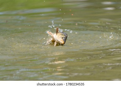 A Fresh Water Carp Caught On A Fishing Line On A Lake In The UK.