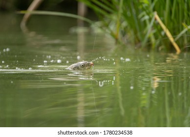 A Fresh Water Carp Caught On A Fishing Line On A Lake In The UK.