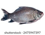 fresh water Catla ( katla ) fish. Catla fish isolated on white background