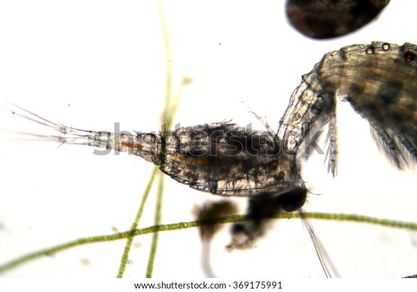Fresh Water Copeopods,\
Green Algae and Ostracod AKA Seed Shrimp seen through a Microscope\
at 10x taken with a DSLR Camera. Microscopic animals. Science and\
Education. 