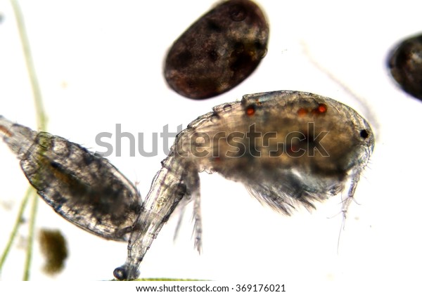 Fresh Water Copeopods,\
Green Algae and Ostracod AKA Seed Shrimp seen through a Microscope\
at 10x taken with a DSLR Camera. Microscopic animals. Science and\
Education. 