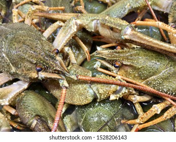 Fresh Water Crayfish, Cherax Quadricarinatus At Fishing Market