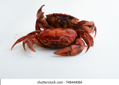 Fresh Water Crayfish  On White Background, With Space For Text.