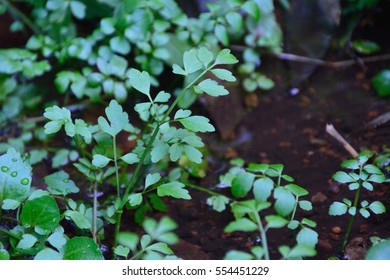 Fresh Water Dropwort In Winter