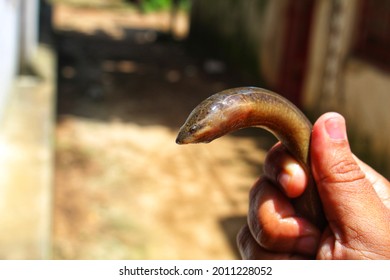 Fresh Water Eel Fish Anguilla Anguilla In Hand View From Different Angle