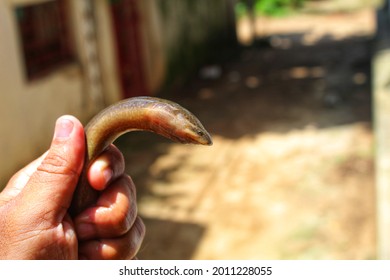 Fresh Water Eel Fish Anguilla Anguilla In Hand View From Different Angle