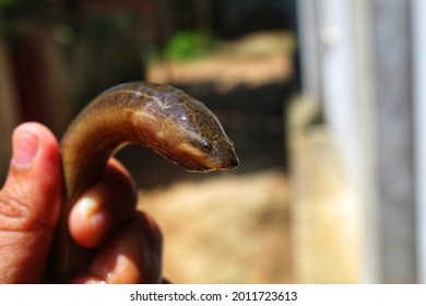 Fresh Water Eel Fish Anguilla Anguilla In Hand View From Different Angle