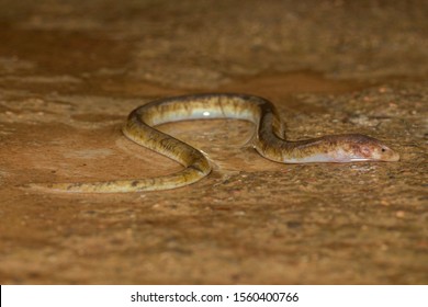 Fresh Water Eel Seen At Mahabaleshwar,Maharashtra,India