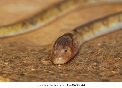 Fresh Water Eel Seen At Mahabaleshwar,Maharashtra,India