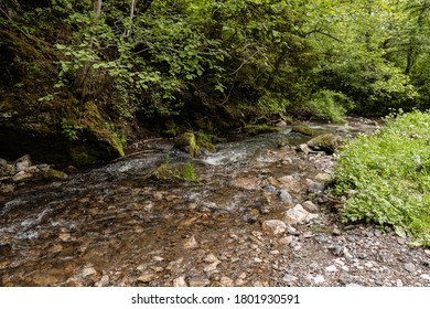 Fresh Water In The Forest. Beautiful Mother Nature. Non Urban Scene