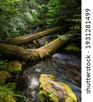 Fresh Water Habitat.

Indigo Creek, in the Oregon Cascade, flows into the Middle Fork of the Willamette River and provides habitat for Bull Trout (Salvelinus confluentus).