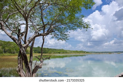 Fresh water lagoon of the Yucatan peninsula surrounded by tropical green jungle with tree in the foreground and cloudy sky on a sunny afternoon in Coba 