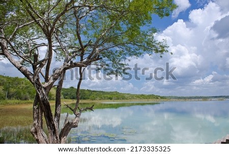 Fresh water lagoon of the Yucatan peninsula surrounded by tropical green jungle with tree in the foreground and cloudy sky on a sunny afternoon in Coba 