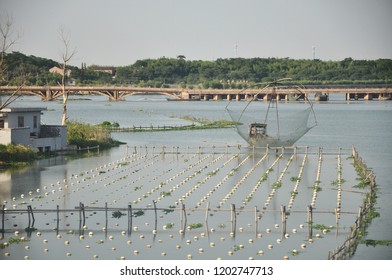 Fresh Water Pearls Breeding In China