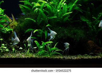 Fresh Water Planted Aquarium With Silver Angelfish	