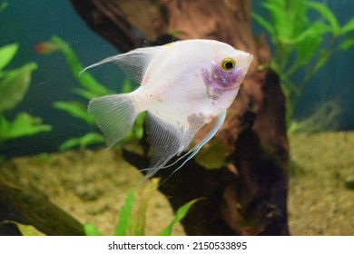 Fresh water planted aquarium with silver angelfish. Angelfish in tank fish with blurred background (Pterophyllum scalare) - Shutterstock ID 2150533895