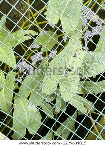 Similar – Image, Stock Photo maple leaves Plant Tree