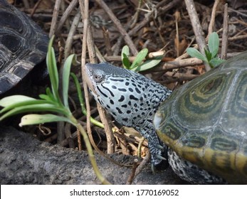 Fresh Water Turtle In Aquarium Setting