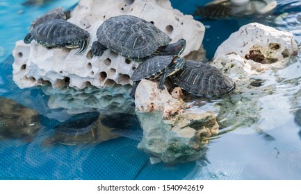 Fresh Water Turtle On The Coral  In The Pool