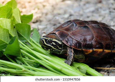 Fresh Water Turtle On Floor.