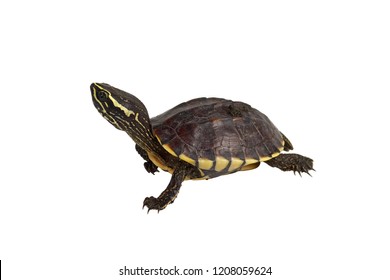 5,827 Freshwater turtle Images, Stock Photos & Vectors | Shutterstock