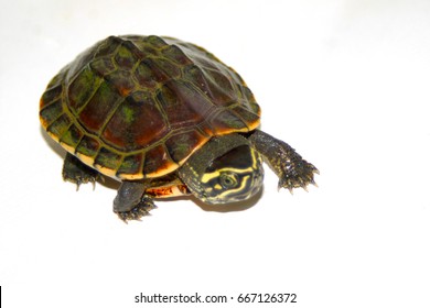 Fresh Water Turtle On White Background