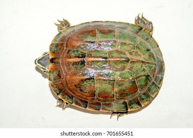 Fresh Water Turtle On White Background.