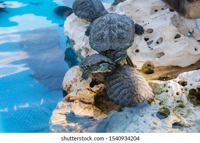 Fresh Water Turtle In The Pool 