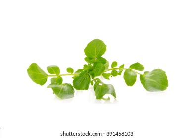 13,130 Watercress Leaf Images, Stock Photos & Vectors | Shutterstock