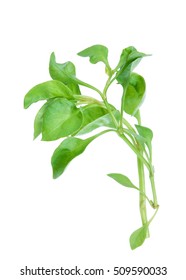 13,130 Watercress Leaf Images, Stock Photos & Vectors | Shutterstock