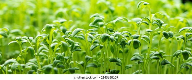 Fresh Watercress Salad Macro View Banner. Growing Sprouts Of Watercress Salad.Micro Greens Healthy Food. Vegan Food.