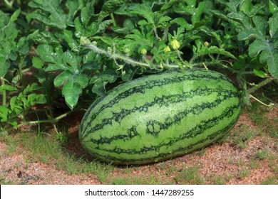 Fresh Watermelon Fruit In The Garden With Water Drops