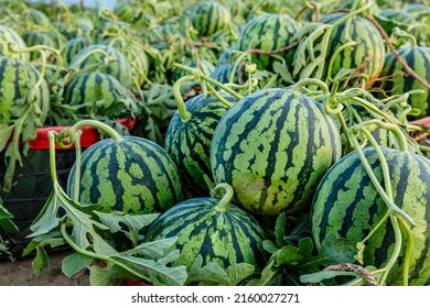 Fresh watermelon fruit just picked in the watermelon field. Agricultural watermelon field. Watermelon harvest season in summer.