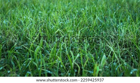 Fresh wet grass from rain close up