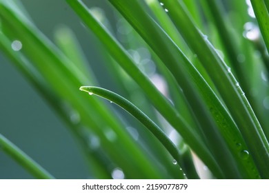 fresh wet green scallion vegetable  with water drops. Scallion also known as spring onions or green onions