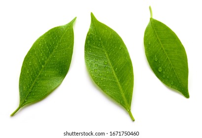 fresh wet leaves isolated on white background, top view