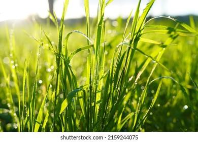 Fresh Wet Meadow In Bright Light