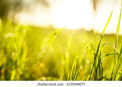 Fresh Wet Meadow In Bright Light