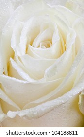 Fresh Wet White Rose Close Up