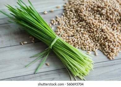 Fresh Wheat Grass And Seed.