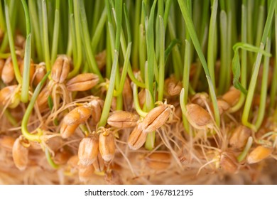 Fresh wheat grass sprouted. Handful of wheat germs. Germinated grains of wheat.