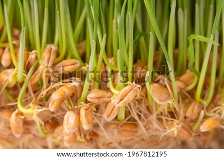 Fresh wheat grass sprouted. Handful of wheat germs. Germinated grains of wheat.